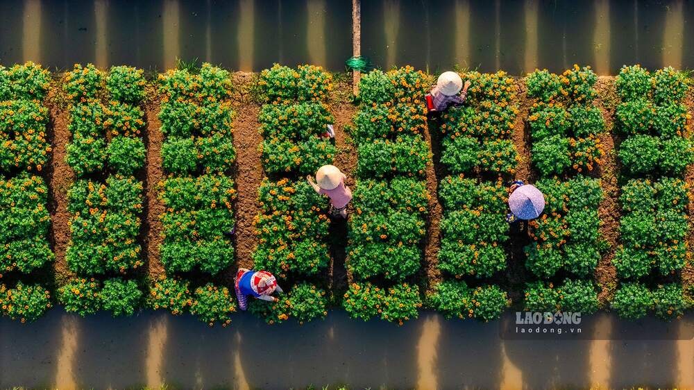 Việc có 13 tháng trong năm Ất Tỵ 2025 có thể khiến người nông dân phải điều chỉnh lại thời điểm gieo mạ và cấy lúa. Ảnh: Đan Thanh