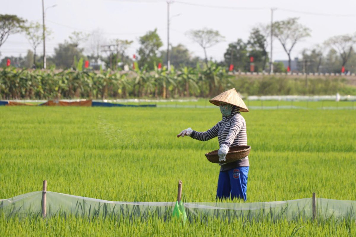 Nông dân chủ động thăm đồng, bón phân, theo dõi tình hình sâu bệnh gây hại để có biện pháp phòng, trị kịp thời. Ảnh: TRẦN TRÚC