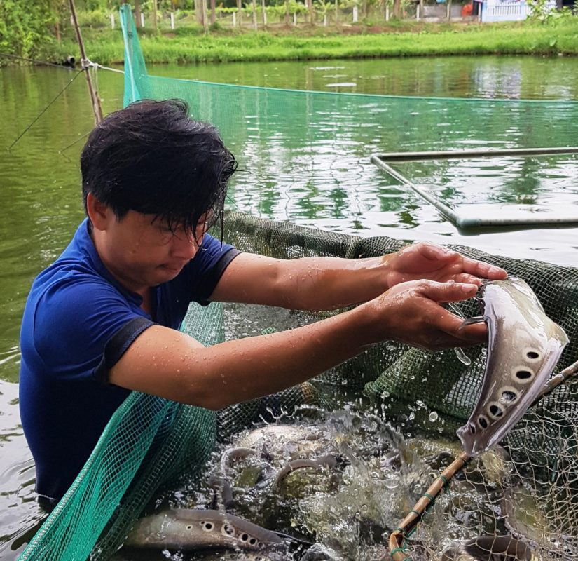 Thanh niên vùng nông thôn có lợi thế khởi nghiệp trong lĩnh vực nông nghiệp nhờ tận dụng lợi thế sẵn có. TRONG ẢNH: Anh Cao Văn Tới tận dụng ao nuôi để khởi nghiệp với cá thát lát.  Ảnh: HỮU ANH