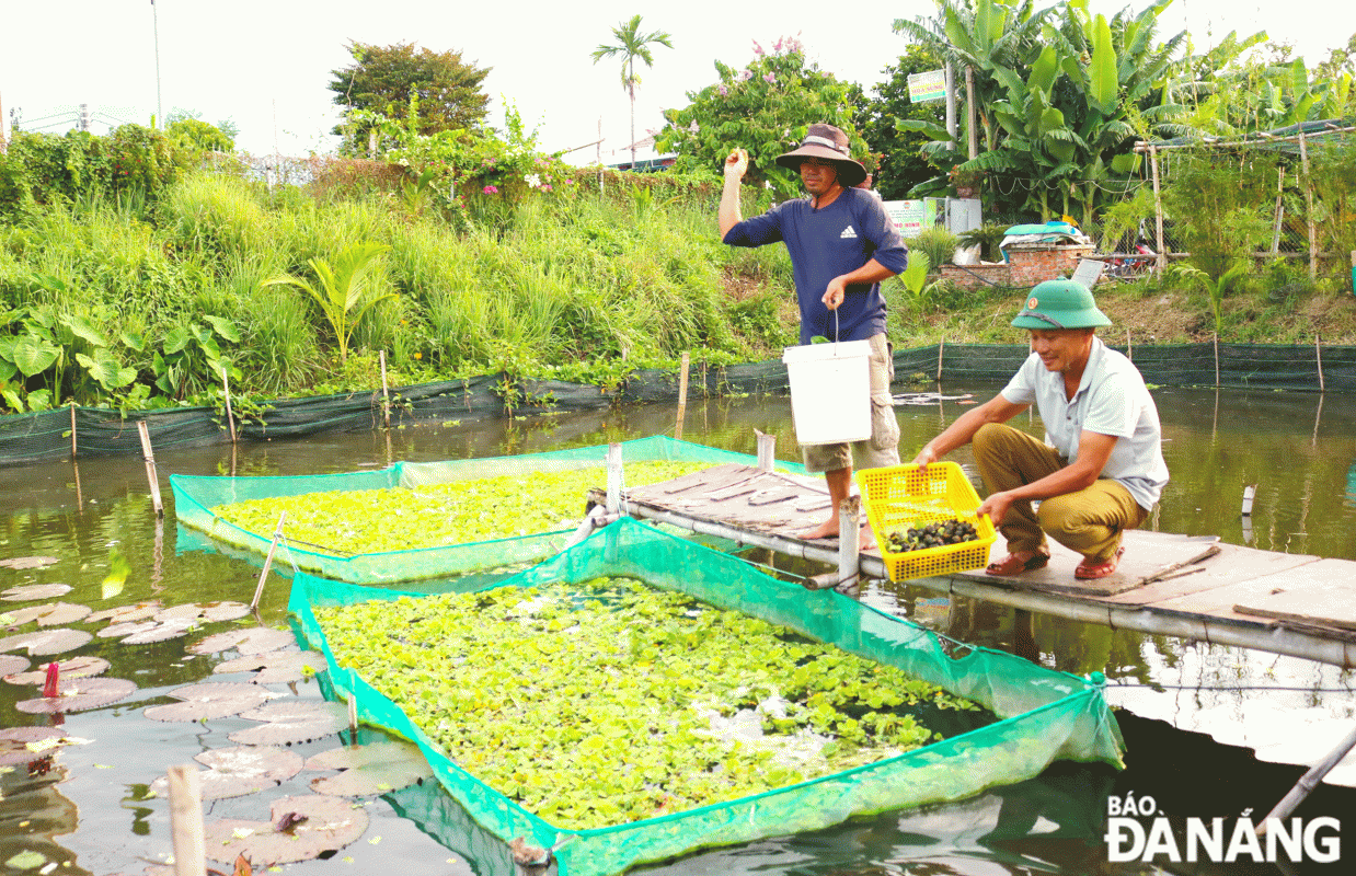 Mô hình nuôi ốc bươu, cá rô và trồng bông súng tại cánh đồng thôn Dương Sơn của ông Nguyễn Văn Trinh (bên phải) và 5 thành viên được Hội Nông dân xã Hòa Tiến (huyện Hòa Vang) hỗ trợ hoạt động hiệu quả, mang lại nguồn thu nhập ổn định cho các thành viên. Ảnh: NGỌC QUỐC