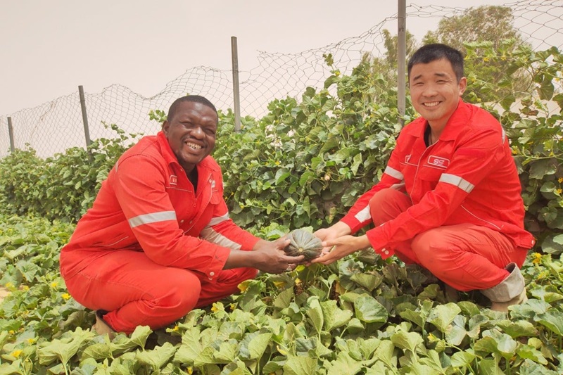 Dự án “Vành đai xanh vĩ đại” của châu Phi, với sự tham gia và tài trợ từ Trung Quốc, được quảng bá tại khu vực đông nam Niger. Ảnh: Weibo