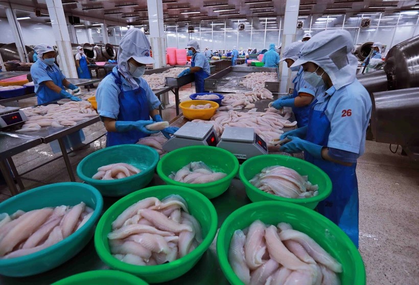 Chế biến thủy sản xuất khẩu. (Ảnh: Đức Duy/Vietnam+)