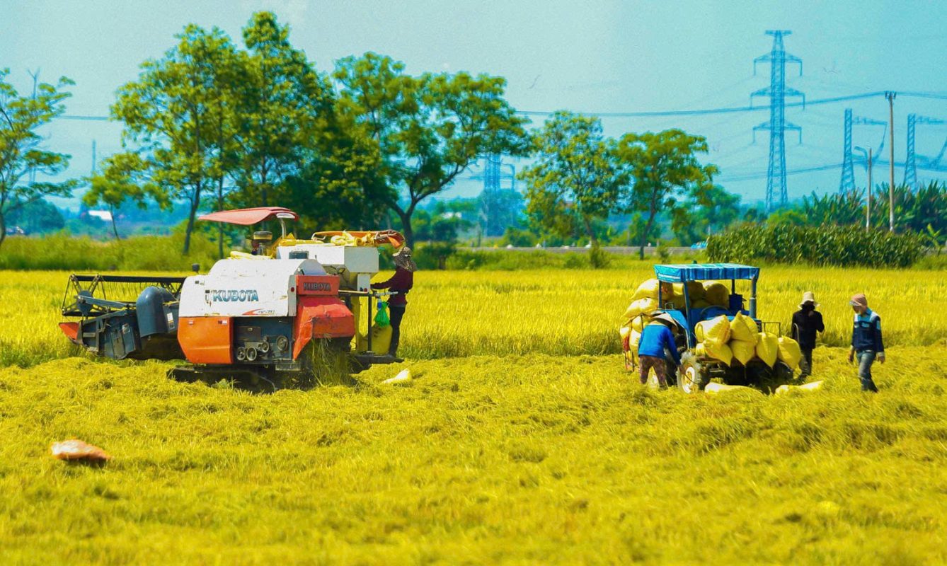Máy gặt đập liên hợp, công nông hoạt động tối đa công suất nhằm bảo đảm tiến độ thu hoạch vụ lúa đông xuân.  Ảnh: HỮU ANH