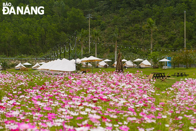 Vạt hoa cánh bướm tạo nên cảnh sắc thơ mộng tại Tuấn Lê Glamping. Ảnh: T.Y