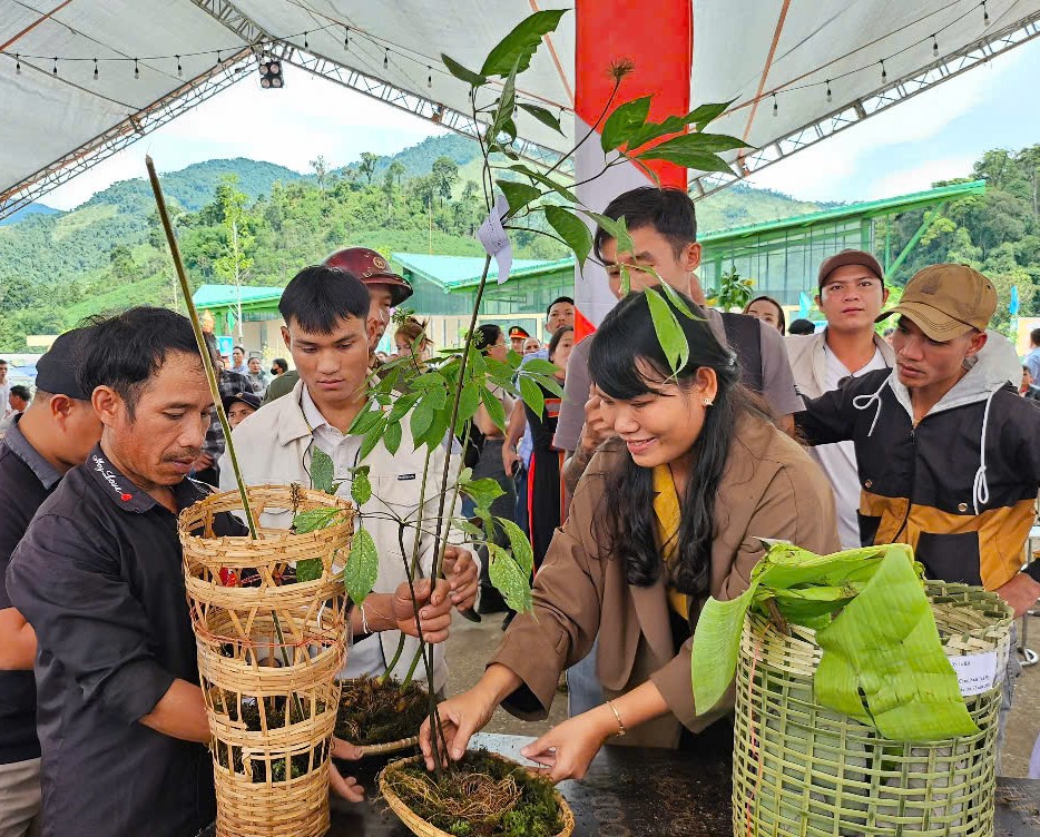 Giới thiệu và bán sản phẩm sâm Ngọc Linh tại tỉnh Quảng Nam