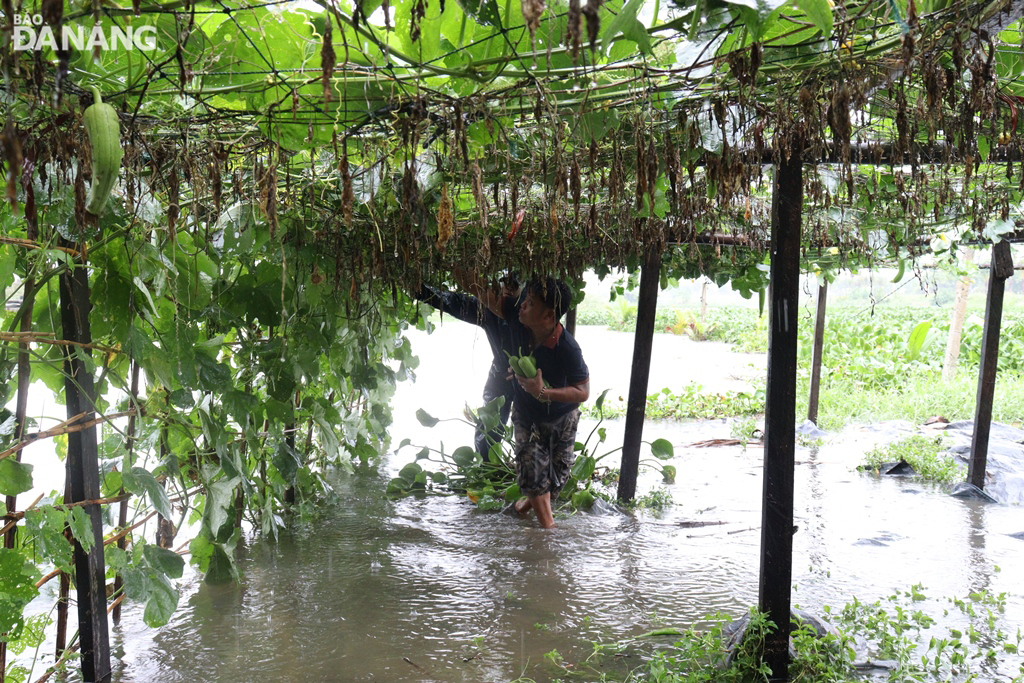 Người trồng rau, hoa màu ở vùng rau La Hường (quận Cẩm Lệ) tất bật thu hoạch để tránh thiệt hại. Ảnh: HOÀNG HIỆP
