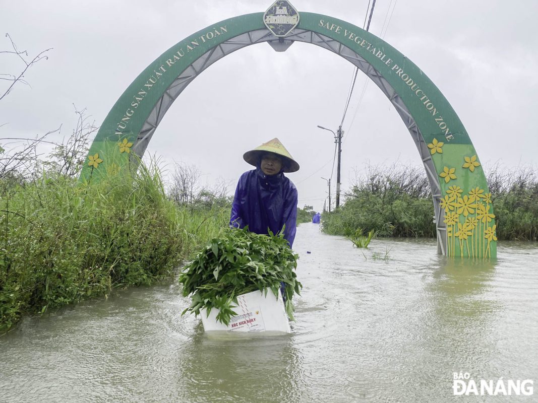Những trận mưa lớn kéo dài do ảnh hưởng bão số 1 khiến hàng chục héc ta rau màu tại làng rau La Hường chìm trong nước lũ. Trong ảnh: Ghi nhận vào ngày 12-6,  nhiều ông dân cố gắng vớt vát rau màu trong nước lũ.